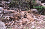 One elk...ready for dog.