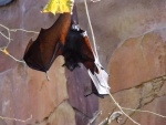 A very large bat. The lighting wasn't right to get Kristen and the iPod in the picture too. So sad.