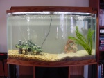 The new tank