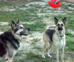 Poncho & Harley!