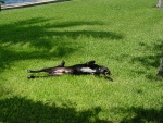 Lazy bones