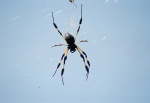 Monster spider at Kristen's school.