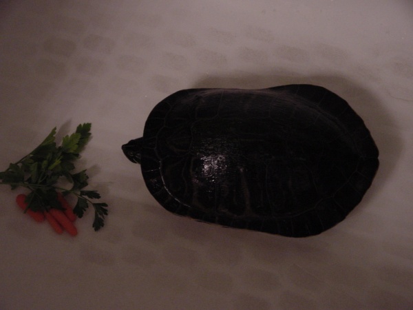 Thank you for calling Jelly Animal resuce...

This is turtle from my mom's pool.