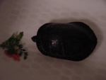 Thank you for calling Jelly Animal resuce...

This is turtle from my mom's pool.