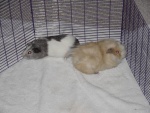 Smiley (F-grey & white) & Smacky (M)