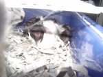 Sodom (white nose) & Gomorrah
Born Oct 19, 2002