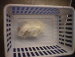 Snow White's baby picture