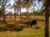 Cows