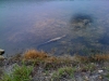 Mama Gator
